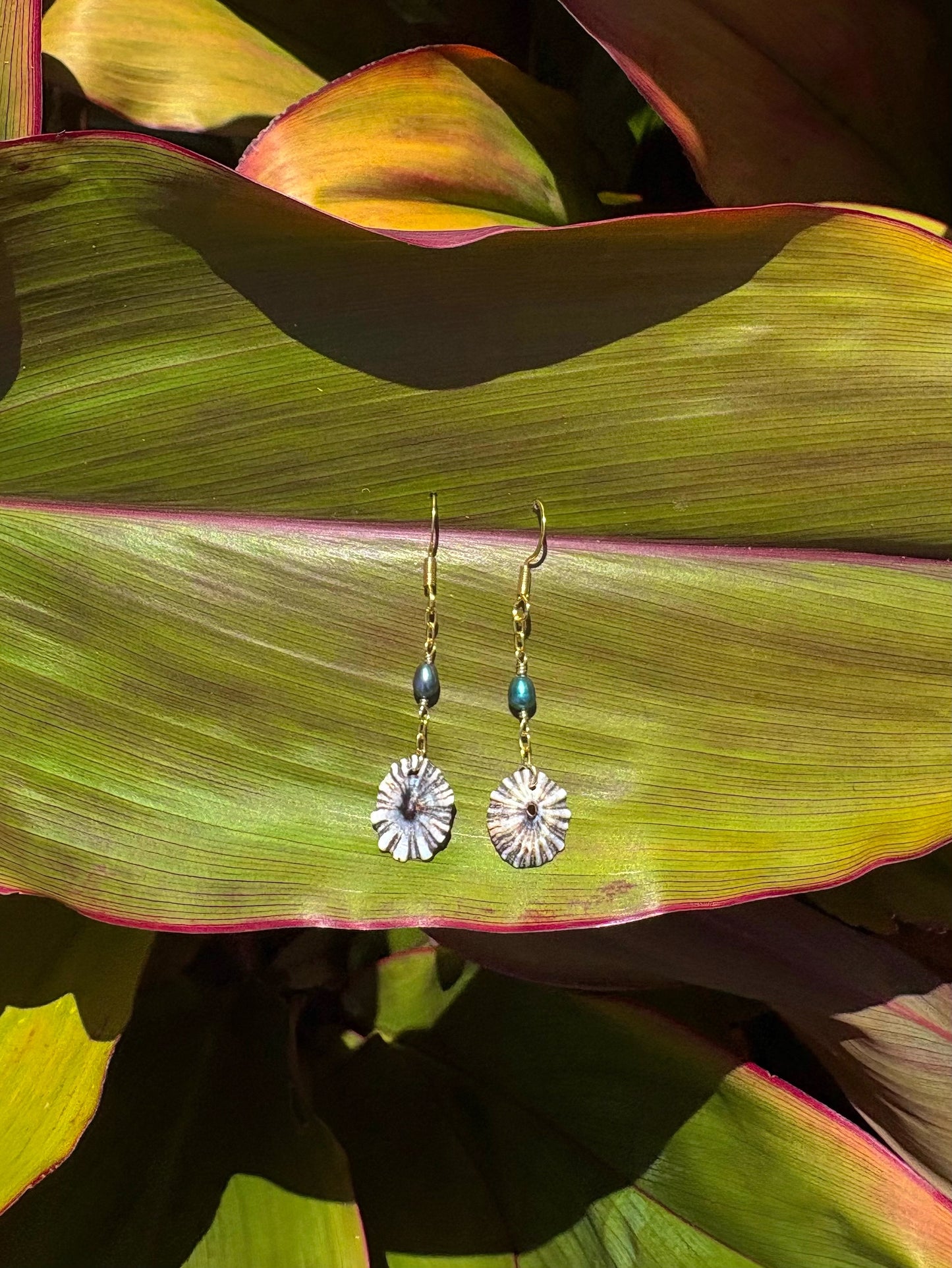 opihi shell earrings